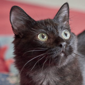 Tabby Marbled Black Gray Cat Breed Friends Of Rescue Inc